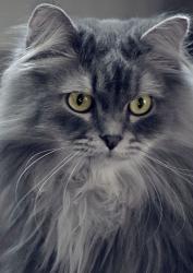 Reunited Unknown Cat last seen Across from 7-11, Edmonton, AB T5X 1Z5