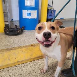 Shelter Stray Female Dog last seen Near BLOCK CHATHAM ST, DETROIT MI 48223, Detroit, MI 48211