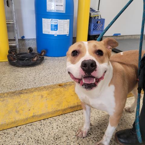 Shelter Stray Female Dog last seen Near BLOCK CHATHAM ST, DETROIT MI 48223, Detroit, MI 48211