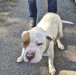 Shelter Stray Male Dog last seen Near BLOCK W LANTZ ST, DETROIT MI 48203, Detroit, MI 48211