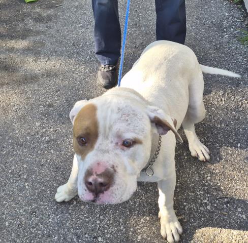 Shelter Stray Male Dog last seen Near BLOCK W LANTZ ST, DETROIT MI 48203, Detroit, MI 48211