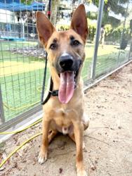Shelter Stray Male Dog last seen , Los Angeles, CA 91405