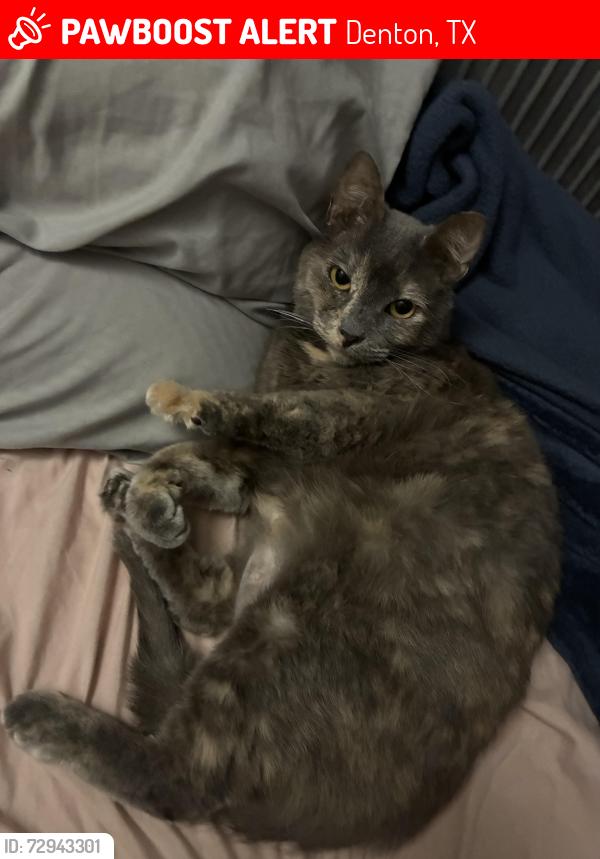 Lost Female Cat last seen Corner of Stuart Rd and Hercules Lane, Denton, TX 76209