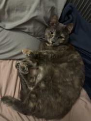 Lost Female Cat last seen Corner of Stuart Rd and Hercules Lane, Denton, TX 76209