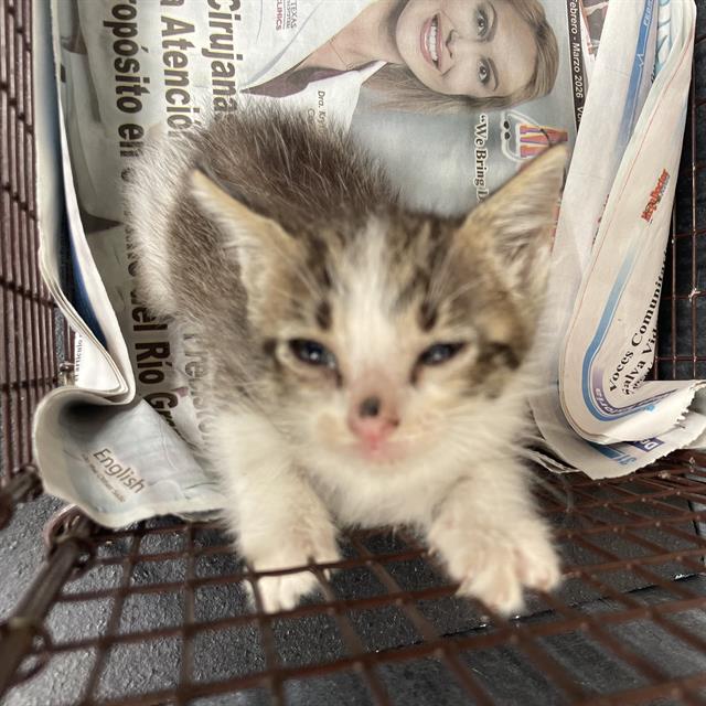 Shelter Stray Female Cat last seen PALM VALLEY DR, San Antonio, TX 78227