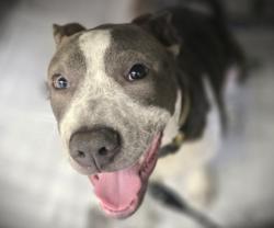 Shelter Stray Male Dog last seen , Los Angeles, CA 90031