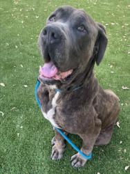 Shelter Stray Male Dog last seen , Los Angeles, CA 90031