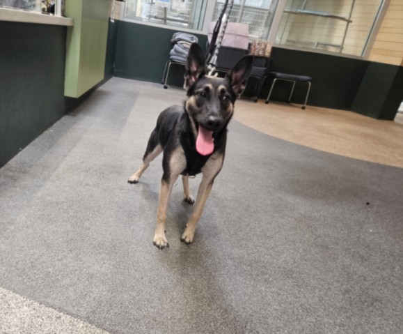 Shelter Stray Female Dog last seen , Los Angeles, CA 90031