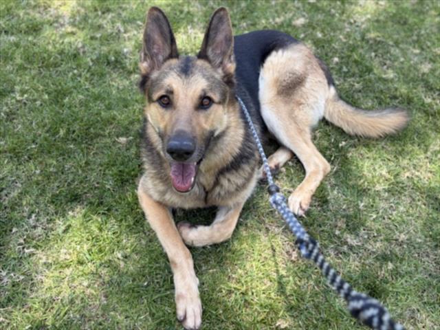 Shelter Stray Male Dog last seen , Los Angeles, CA 90025
