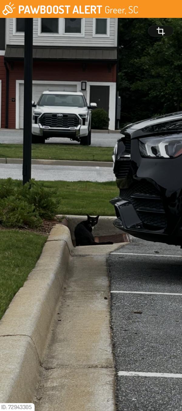 Found/Stray Unknown Cat last seen Victor Ave, Greer, apmt complex , Greer, SC 29651