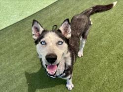 Shelter Stray Female Dog last seen , Los Angeles, CA 90025