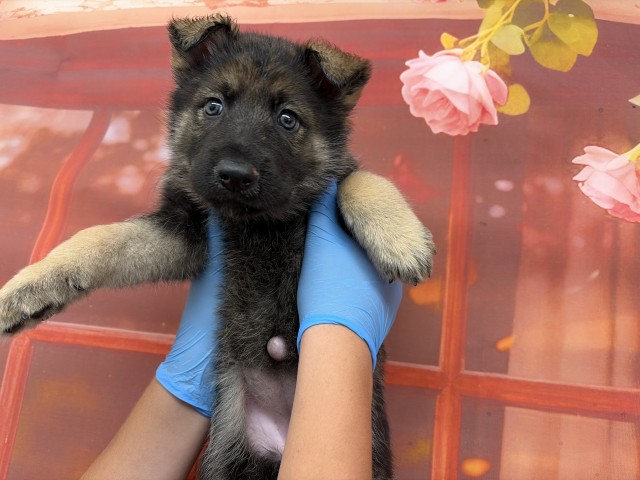 Shelter Stray Female Dog last seen Near BLOCK MT VIEW, San Bernardino, CA 92401