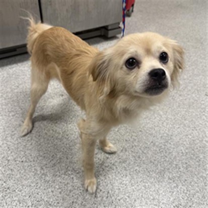 Shelter Stray Male Dog last seen FRANKLIN BLVD / LAGUNA PARK DR, 9150 Union Park Way, Elk Grove, CA 95624, USA