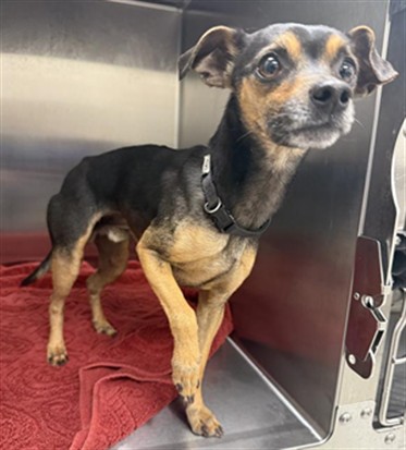 Shelter Stray Male Dog last seen CIVIC CENTER DR / BRUCEVILLE RD, Elk Grove, CA 95624
