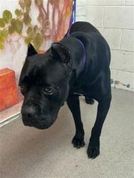 Shelter Stray Male Dog last seen Near BLOCK N TERESA ST, San Bernardino, CA 92401