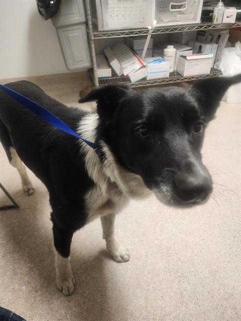Shelter Stray Male Dog last seen Near BLOCK FARMERS LN, BAKERSFIELD CA 93307, Bakersfield, CA 93308