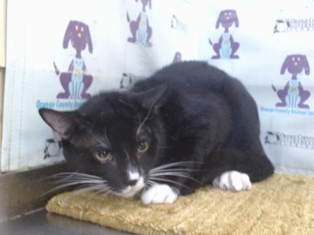 Shelter Stray Male Cat last seen , 2769 Conroy Rd, Orlando, FL 32839, USA