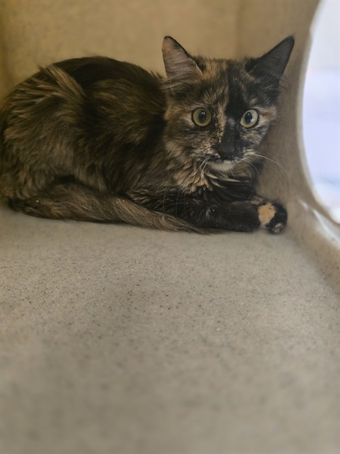 Shelter Stray Female Cat last seen Near BLOCK S STATE ST, HEMET CA 92543, San Jacinto, CA 92582