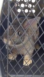 Shelter Stray Unknown Other last seen Near BLOCK N PENN, Oklahoma City, OK 73129