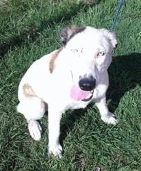 Shelter Stray Female Dog last seen , Oklahoma City, OK 73129