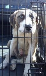 Shelter Stray Male Dog last seen , Oklahoma City, OK 73129