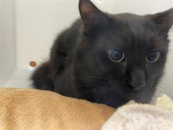 Shelter Stray Male Cat last seen Near BLOCK W MORGAN AVE, Milwaukee, WI 53215