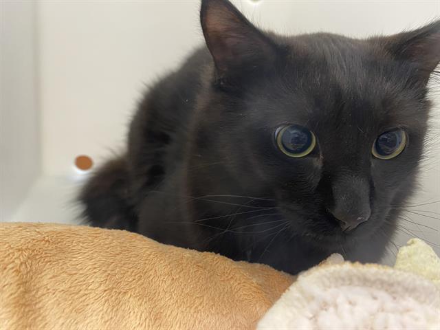 Shelter Stray Male Cat last seen Near BLOCK W MORGAN AVE, Milwaukee, WI 53215