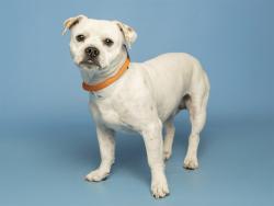 Shelter Stray Male Dog last seen Near BLOCK W ROYAL PALM RD, Phoenix, AZ 85008