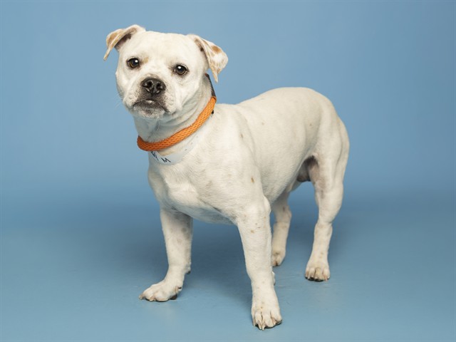 Shelter Stray Male Dog last seen Near BLOCK W ROYAL PALM RD, Phoenix, AZ 85008