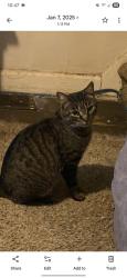 Lost Male Cat last seen Fulton road and monument park., Washington, DC 20036