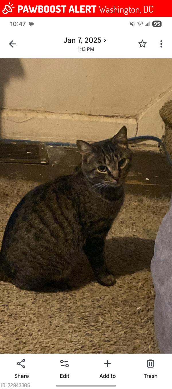 Lost Male Cat last seen Fulton road and monument park., Washington, DC 20036