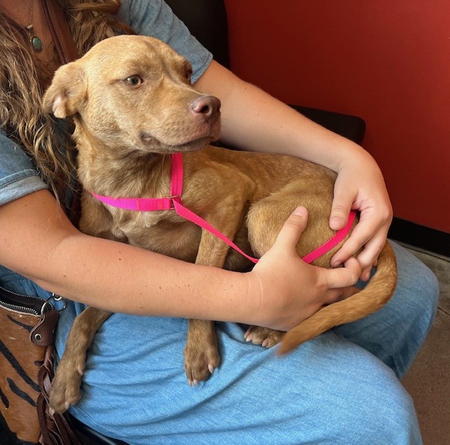 Shelter Stray Female Dog last seen Near BLOCK N WOODLAWN ST, Wichita, KS 67219