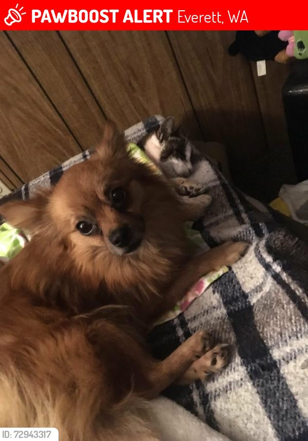 Lost Male Dog last seen Evergreenway Everett wa, Everett, WA 98204