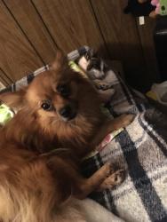 Lost Male Dog last seen Evergreenway Everett wa, Everett, WA 98204
