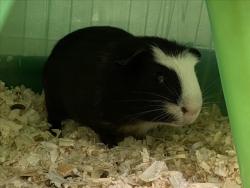 Shelter Stray Male Other last seen , Chatsworth, CA 91311