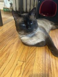 Lost Male Cat last seen Yancey park Edina MN 55436, Edina, MN 55436