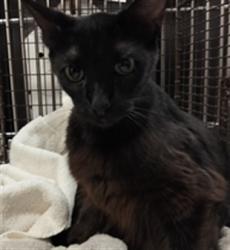 Shelter Stray Female Cat last seen , Chatsworth, CA 91311
