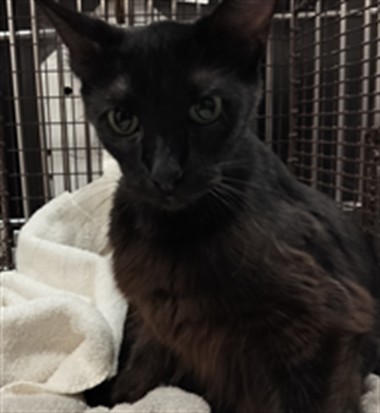 Shelter Stray Female Cat last seen , Chatsworth, CA 91311