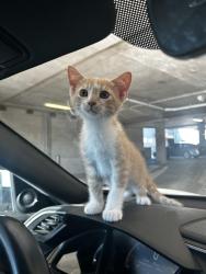 Reunited Male Cat last seen Jada Legacy Central apmts , Plano, TX 75023