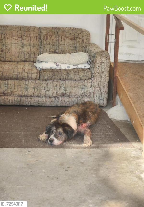 Reunited Female Dog last seen Summer Mountain Rd, Palmerton, PA 18071