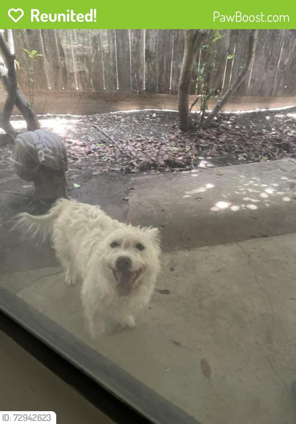 Reunited Female Dog last seen Rawhide Dr and Old West Dr , Round Rock, TX 78681