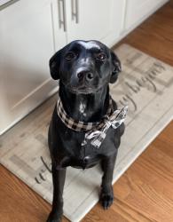 Reunited Female Dog last seen Rockwood rd near Best Buy , Asheville, NC 28704