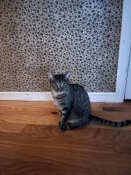 Reunited Female Cat last seen Bradley Avenue, San Jose, CA 95128