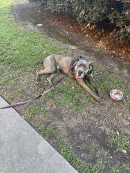 Found/Stray Male Dog last seen Valera east, Greenville, NC 27834
