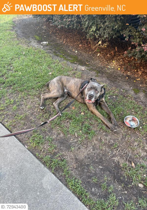 Found/Stray Male Dog last seen Valera east, Greenville, NC 27834