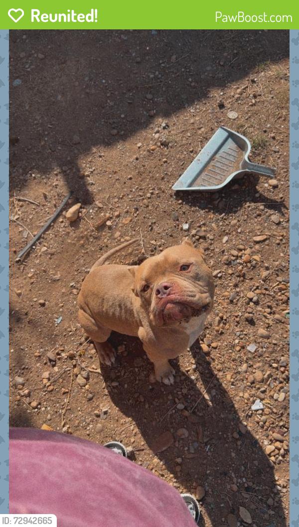 Reunited Male Dog last seen Benton Park, Amarillo, TX 79104