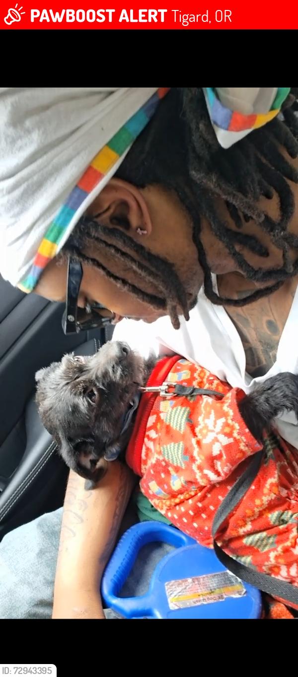 Lost Male Dog last seen Canton phoenix , Tigard, OR 97224