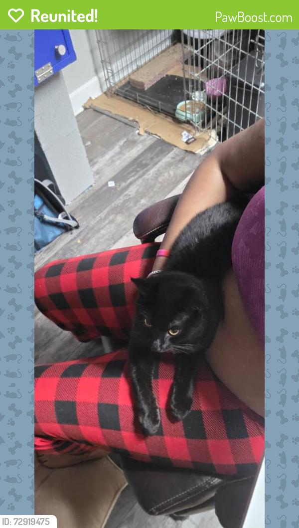 Reunited Male Cat last seen At the McDonald's by Mackay Road & West Gate City Boulevard, Greensboro, NC 27407