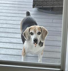 Reunited Male Dog last seen Mason Mill Park, Bryn Athyn, PA 19040