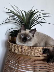 Reunited Male Cat last seen Moulton road , Hamilton, England LE5